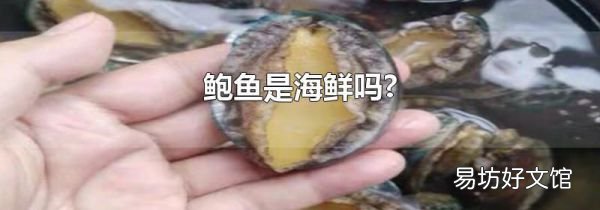 鲍鱼是海鲜吗?