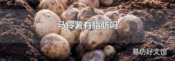马铃薯有脂肪吗