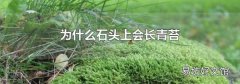 为什么石头上会长青苔
