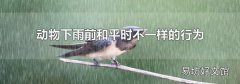 动物下雨前和平时不一样的行为