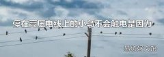 停在高压电线上的小鸟不会触电是因为
