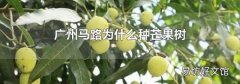 广州马路为什么种芒果树