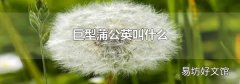 巨型蒲公英叫什么