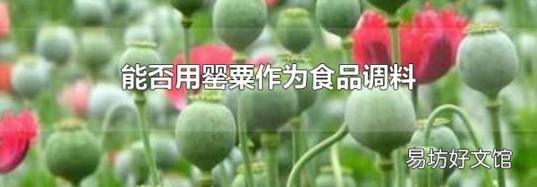 能否用罂粟作为食品调料