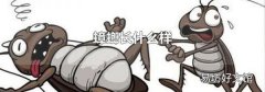 蟑螂长什么样