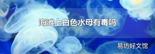 海滩上白色水母有毒吗