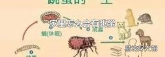 家里怎么会有跳蚤