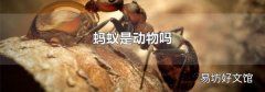 蚂蚁是动物吗