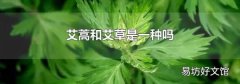 艾蒿和艾草是一种吗