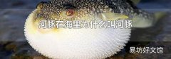 河豚在海里为什么叫河豚