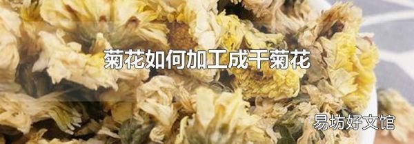 菊花如何加工成干菊花