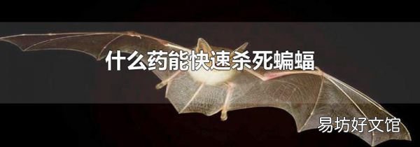 什么药能快速杀死蝙蝠