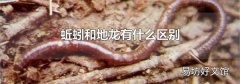 蚯蚓和地龙有什么区别