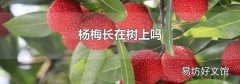 杨梅长在树上吗