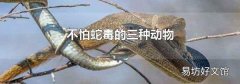 不怕蛇毒的三种动物