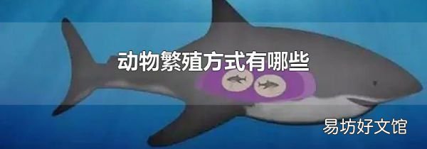动物繁殖方式有哪些