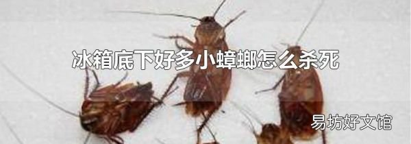 冰箱底下好多小蟑螂怎么杀死