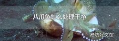 八爪鱼怎么处理干净