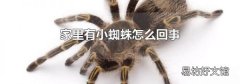 家里有小蜘蛛怎么回事