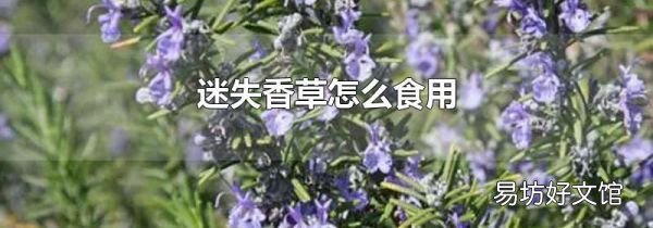 迷失香草怎么食用