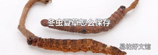 冬虫夏草怎么保存