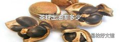 茶籽出油率多少