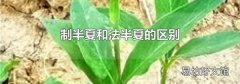 制半夏和法半夏的区别