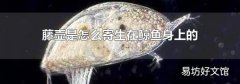 藤壶是怎么寄生在鲸鱼身上的