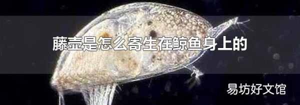 藤壶是怎么寄生在鲸鱼身上的