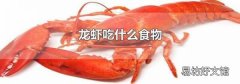 龙虾吃什么食物