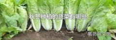 秋冬种植的蔬菜有哪些