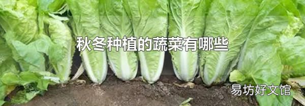 秋冬种植的蔬菜有哪些