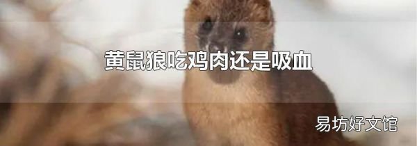 黄鼠狼吃鸡肉还是吸血