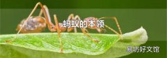 蚂蚁的本领