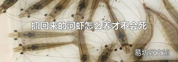 抓回来的河虾怎么养才不会死