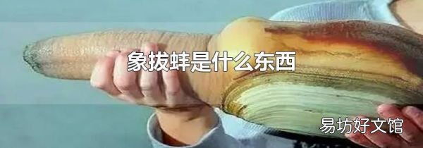 象拔蚌是什么东西