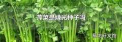 芹菜是嫌光种子吗
