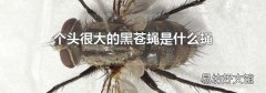 个头很大的黑苍蝇是什么蝇