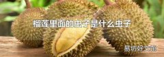 榴莲里面的虫子是什么虫子