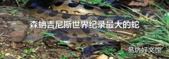 森蚺吉尼斯世界纪录最大的蛇