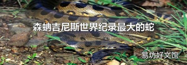 森蚺吉尼斯世界纪录最大的蛇
