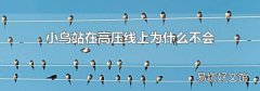 小鸟站在高压线上为什么不会触电