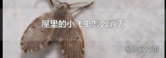 屋里的小飞虫怎么消灭