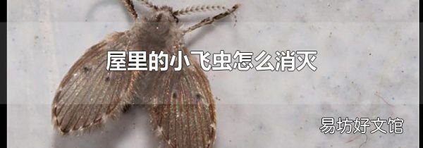 屋里的小飞虫怎么消灭