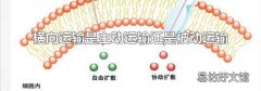 横向运输是主动运输还是被动运输
