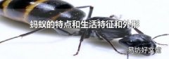 蚂蚁的特点和生活特征和外形