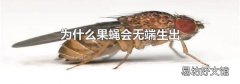 为什么果蝇会无端生出