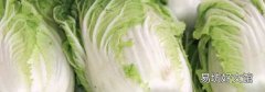 绍菜和大白菜的区别