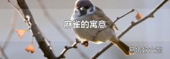 麻雀的寓意