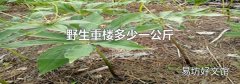 野生重楼多少一公斤
